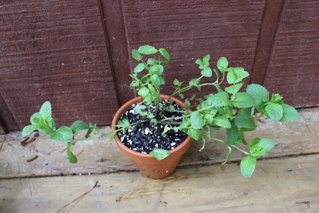 UNADJUSTEDNONRAW_thumb_2019